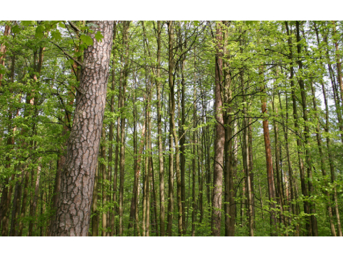 Didėja valstybinės reikšmės miškų plotai
